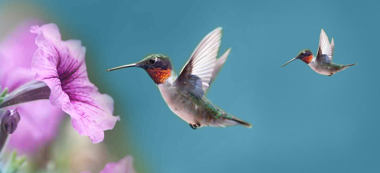P 028 Humming Bird 2